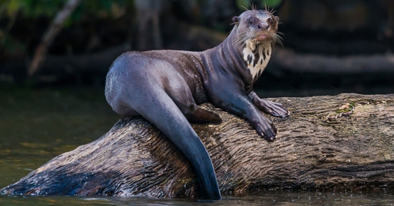 Giant river otter