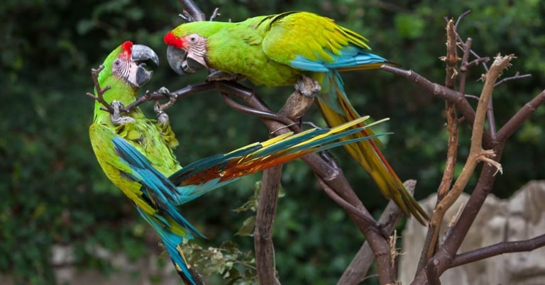 Great Green Macaws