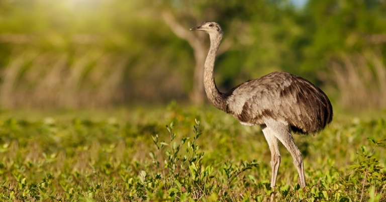 Greater Rhea