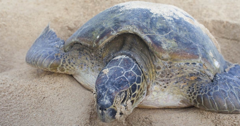 Green sea turtle laying eggs