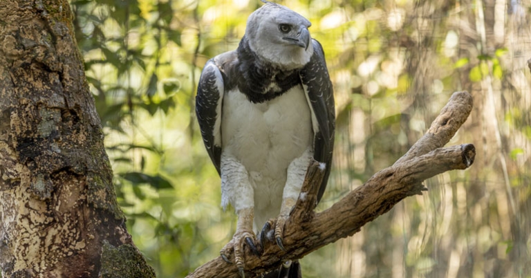 Harpy Eagle