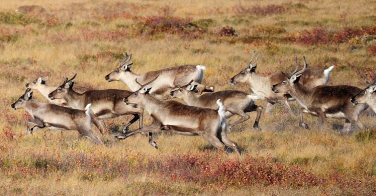 Herd of caribou