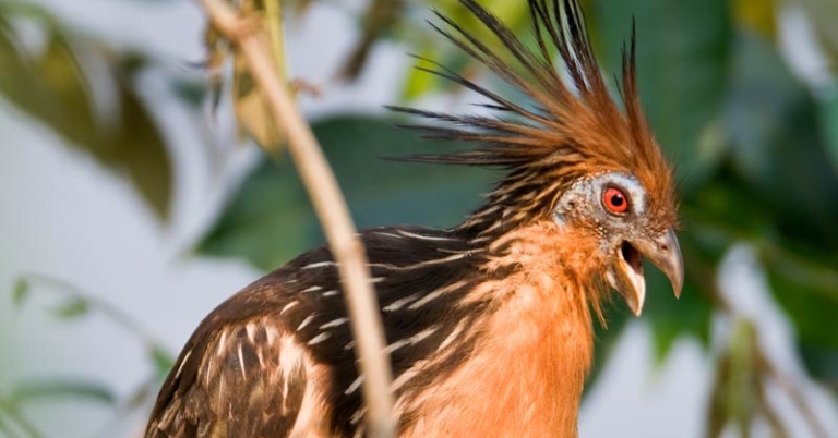 Hoatzin