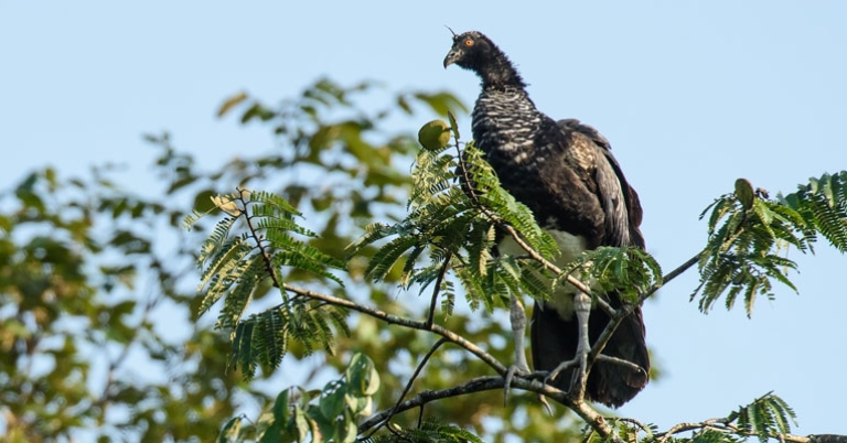 Horned Screamer
