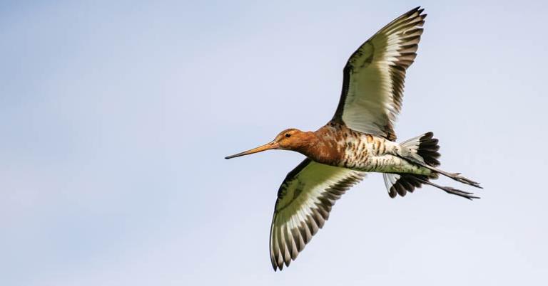 Black-tailed Godwit