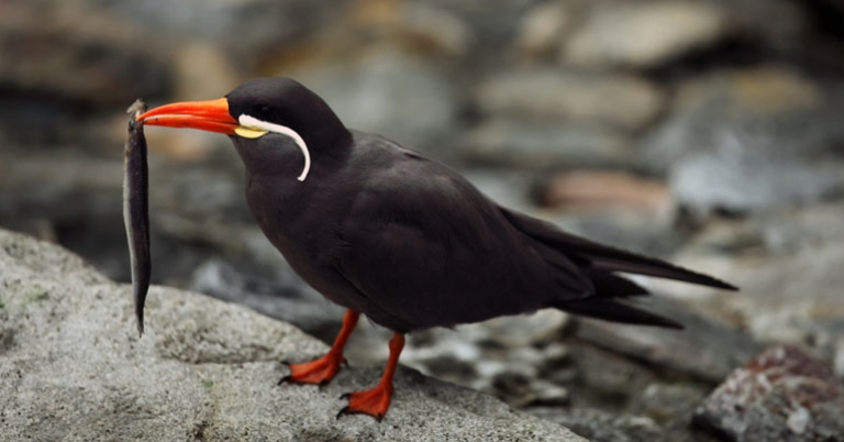 Inca Tern