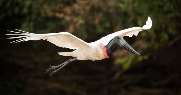 Jabiru