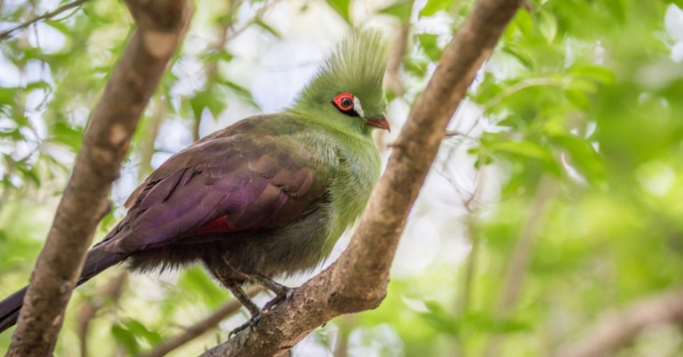 Knysna Turaco