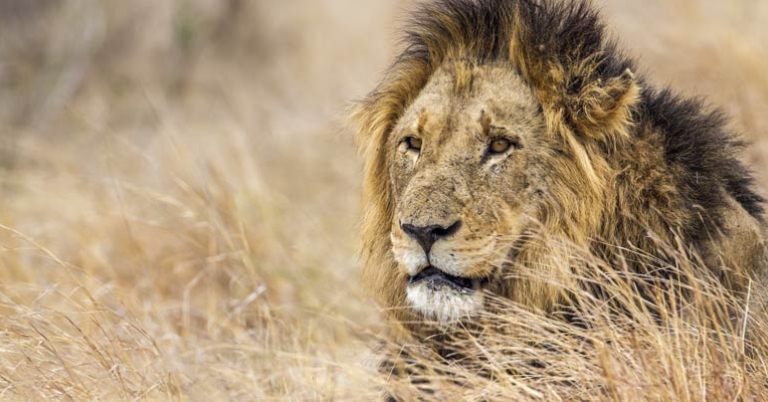 Lion in Kruger National Park