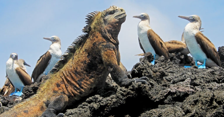 Marine iguana and Blue-footed Boobies