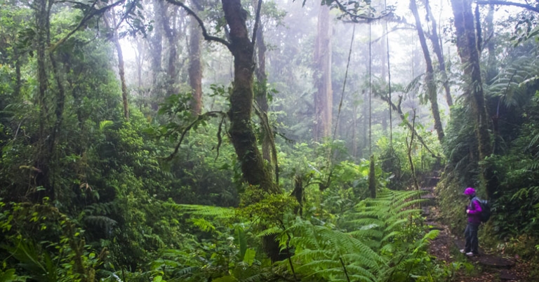 Monteverde cloud forest