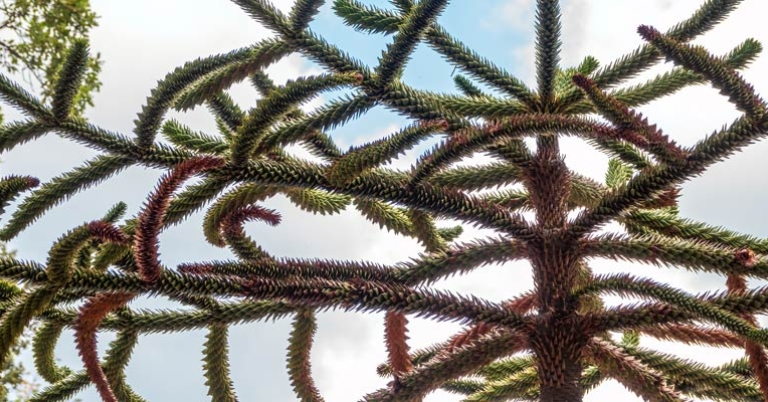Monkey Puzzle Tree (Araucaria araucana)