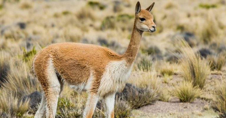 Vicuña