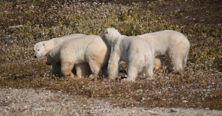 Polar bears in the tundra near Hudson Bay
