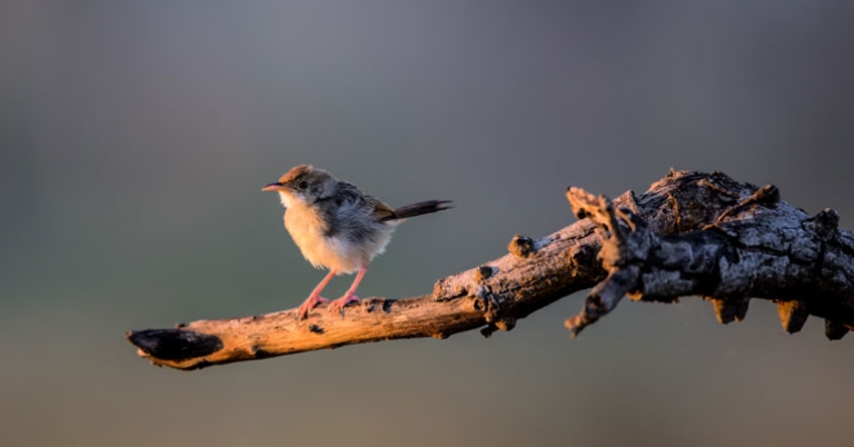 Rattling Cisticola
