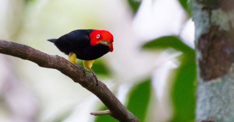 Red-capped Manakin