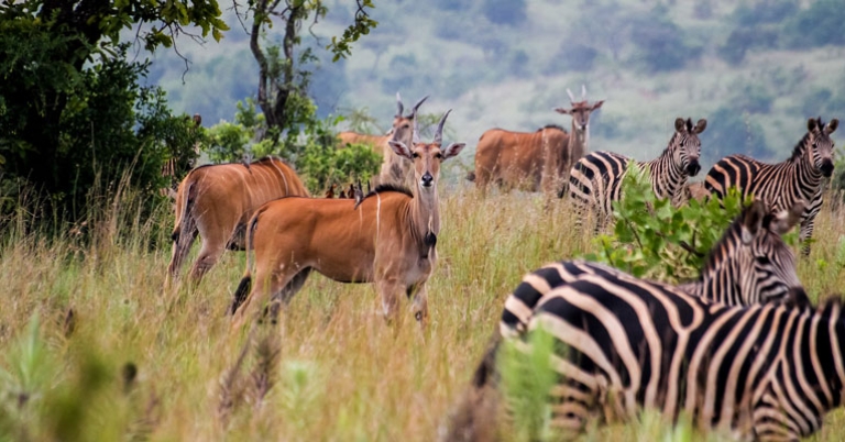 Impalas and zebras in Akagera National Park