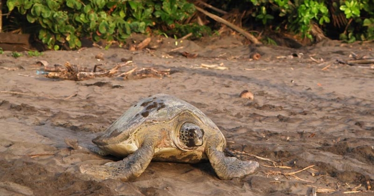 Sea turtle in Tortuguero