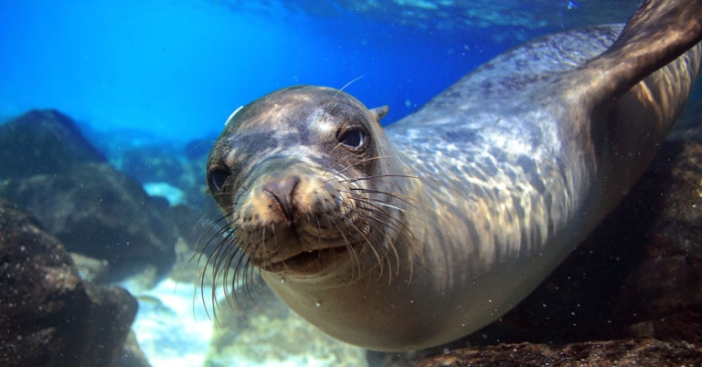 Sea lion underwater in Galápagos
