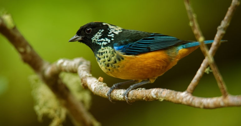 Spangle-cheeked Tanager