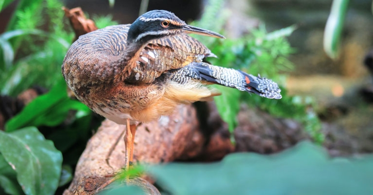 Sunbittern