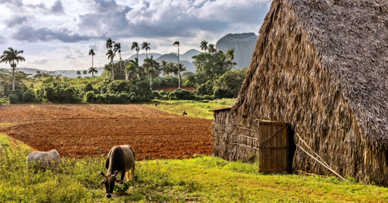 Tobacco farm in Viñales