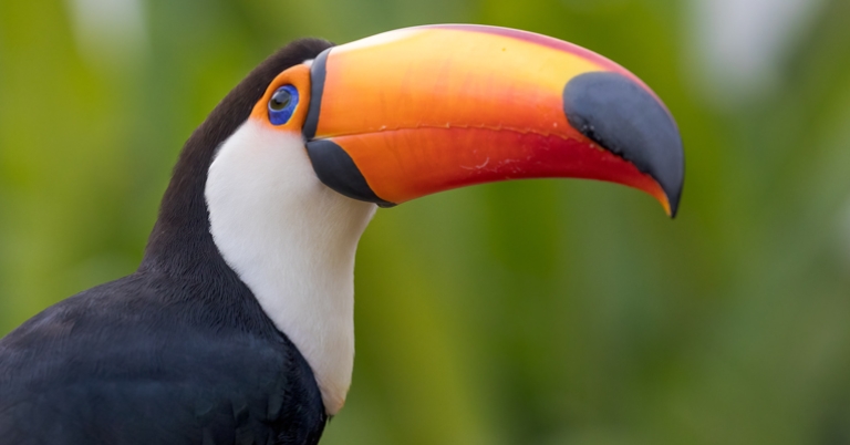 Toco Toucan