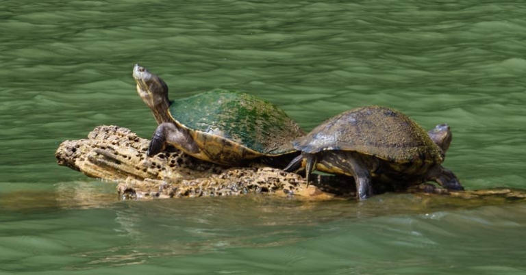 Tropical slider turtles in the Chagres River