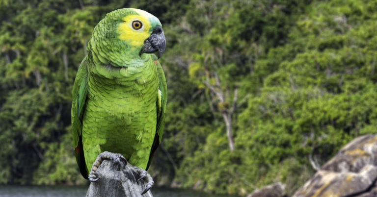 Turquoise-fronted Parrot