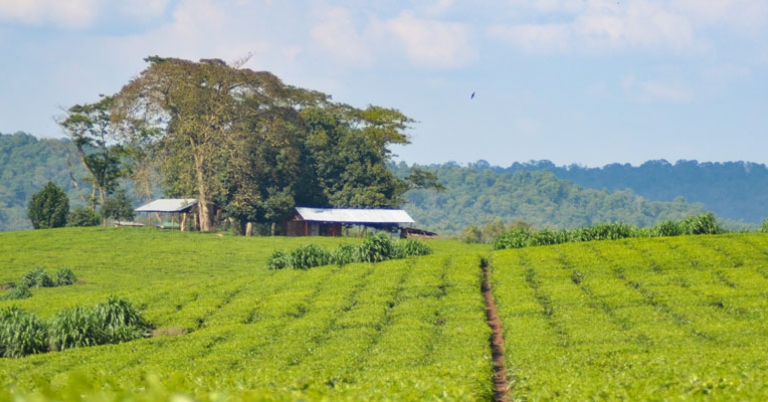 Tea plantation in Kibale