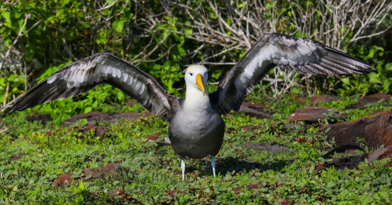 Waved Albatross