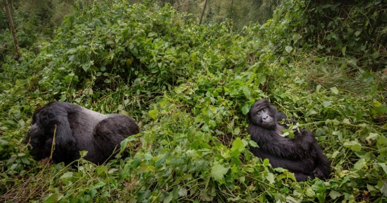 Wild Mountain Gorillas