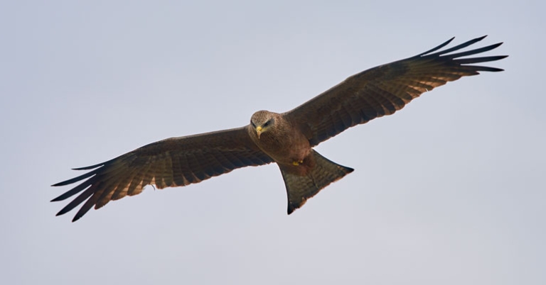 Yellow-billed Kite