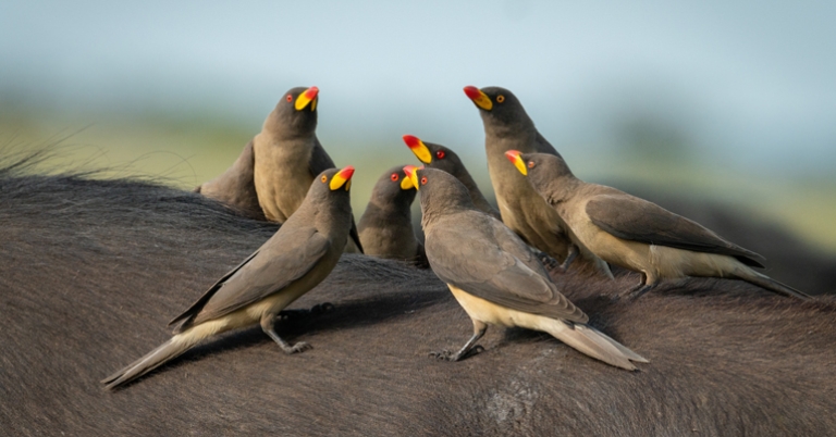Yellow-billed Oxpeckers