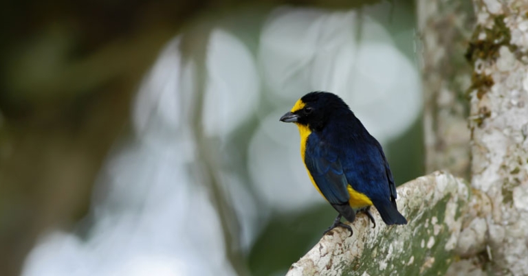 Yellow-throated Euphonia