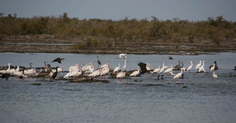 Birds in the Zapata wetlands