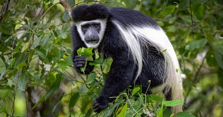 Black-and-white colobus monkey