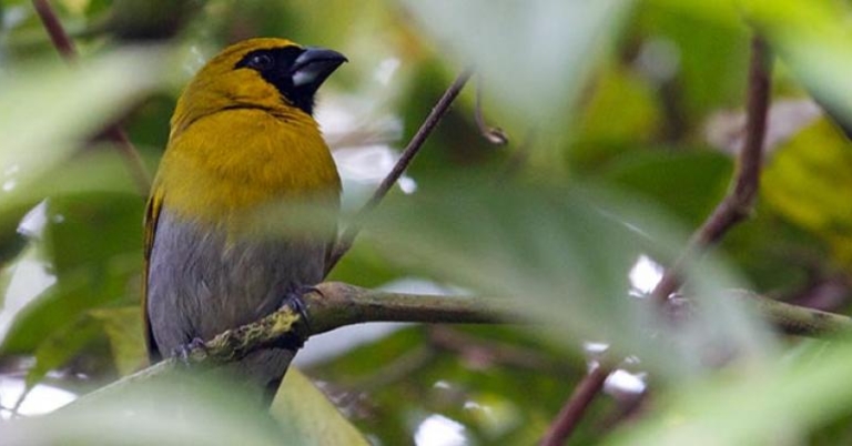 Black-faced Grosbeak