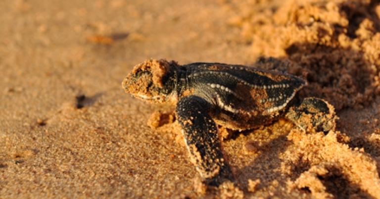 Leatherback sea turtle
