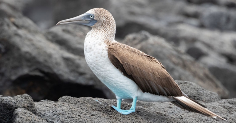 Blue-footed Booby