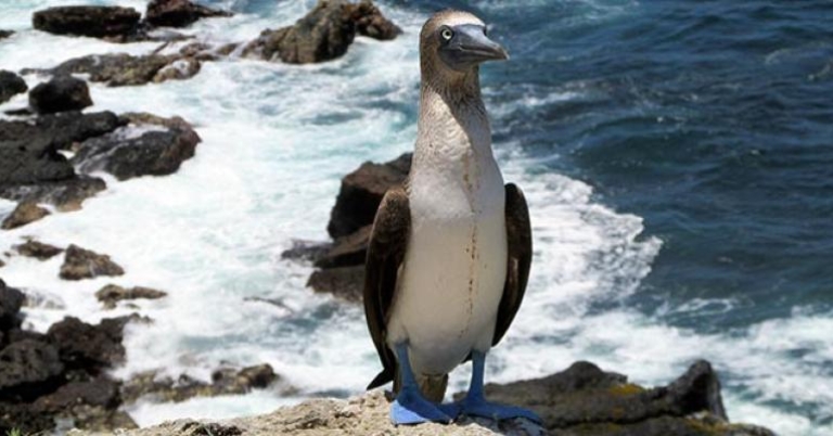 Blue-footed booby on Isla de la Plata