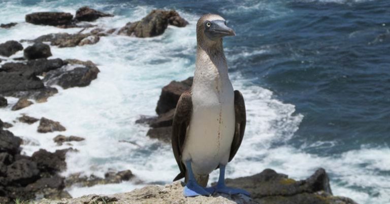 Blue-footed Booby
