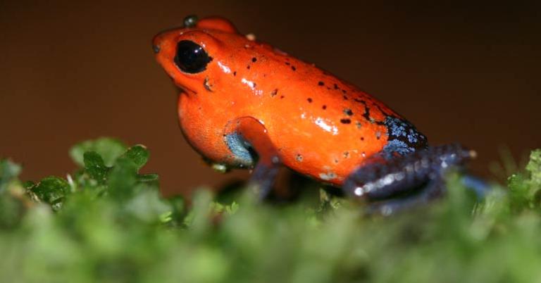 Strawberry poison dart frog