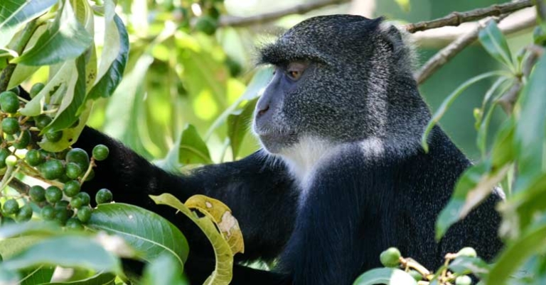 Blue monkey in Arusha National Park 