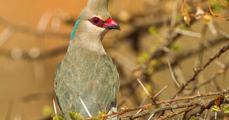 Blue-naped Mousebird