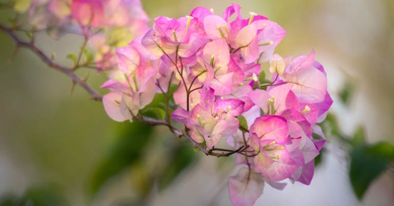 Bougainvillea