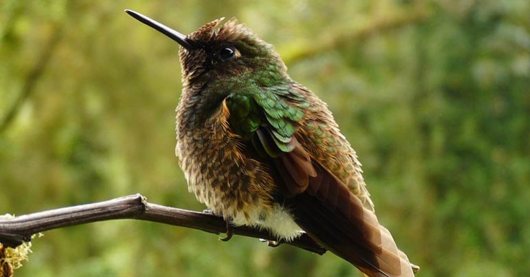 Buff-tailed Coronet in Mirador Río Blanco