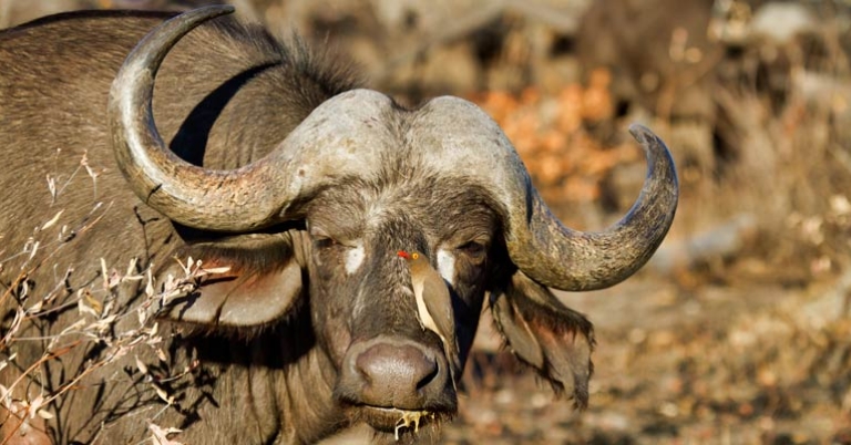 African buffalo