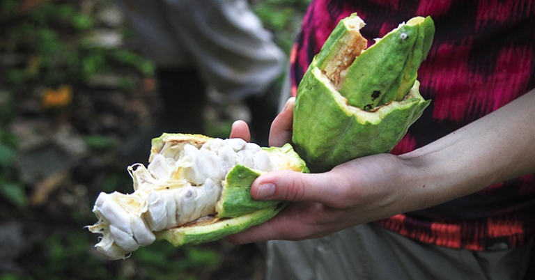The inside of a cacao pod