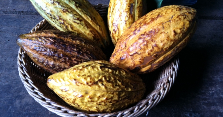 Cacao pods